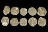 Lot: - Pyrite Suns From Illinois - Pieces #92541-1
